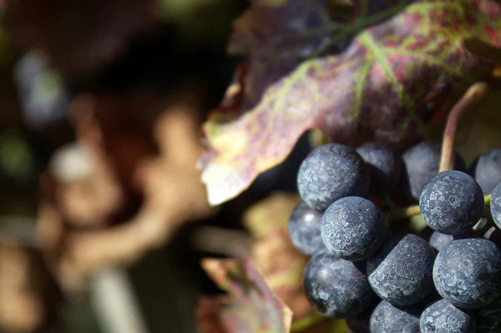Most Planted Wine Grapes