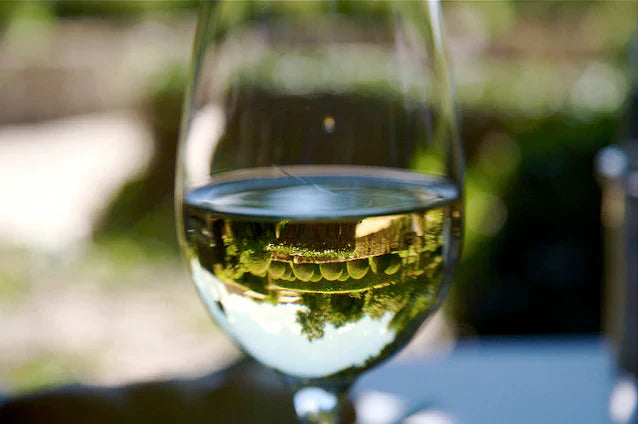 Wine Jargon Explained: Acidity, Tannins, Body and More