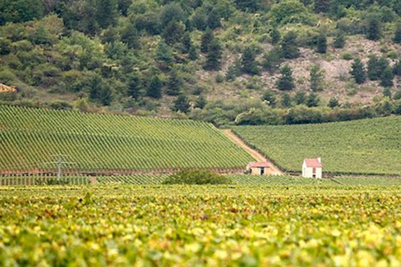French Wine Gifts: Best Bottles from France for Any Occasion