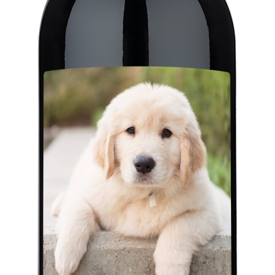 Wine bottle with a custom golden retriever photo and Scout Good Boy Reserve label.
